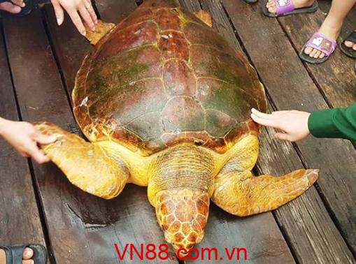Mơ bắt rùa vàng đánh con gì
