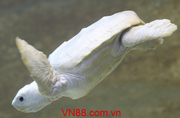 Nằm mơ thấy rùa trắng đánh con gì