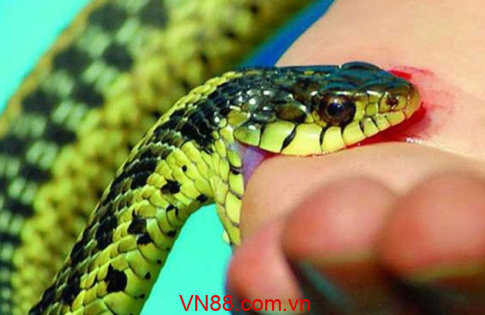 Mơ bị rắn cắn đánh đề số mấy