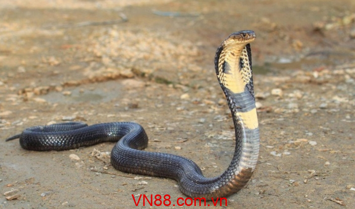 Mơ thấy rắn đánh con gì
