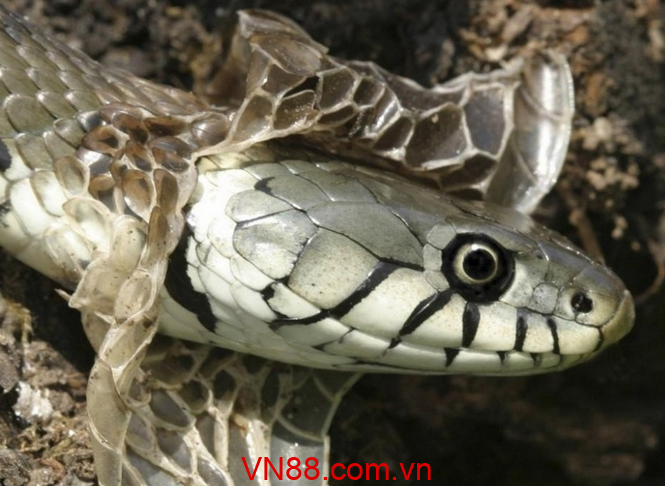 Ngủ mơ thấy rắn lột xác