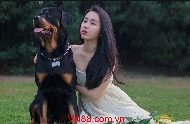 Nằm mơ thấy chó rừng về số mấy