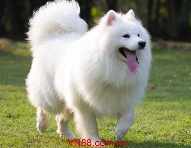 Nằm mơ thấy chó trắng đánh con gì